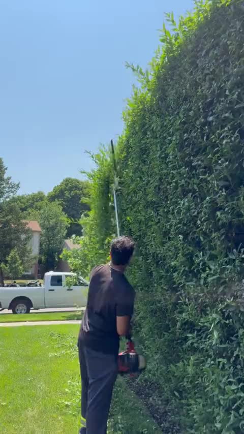 Trimming a tall hedge